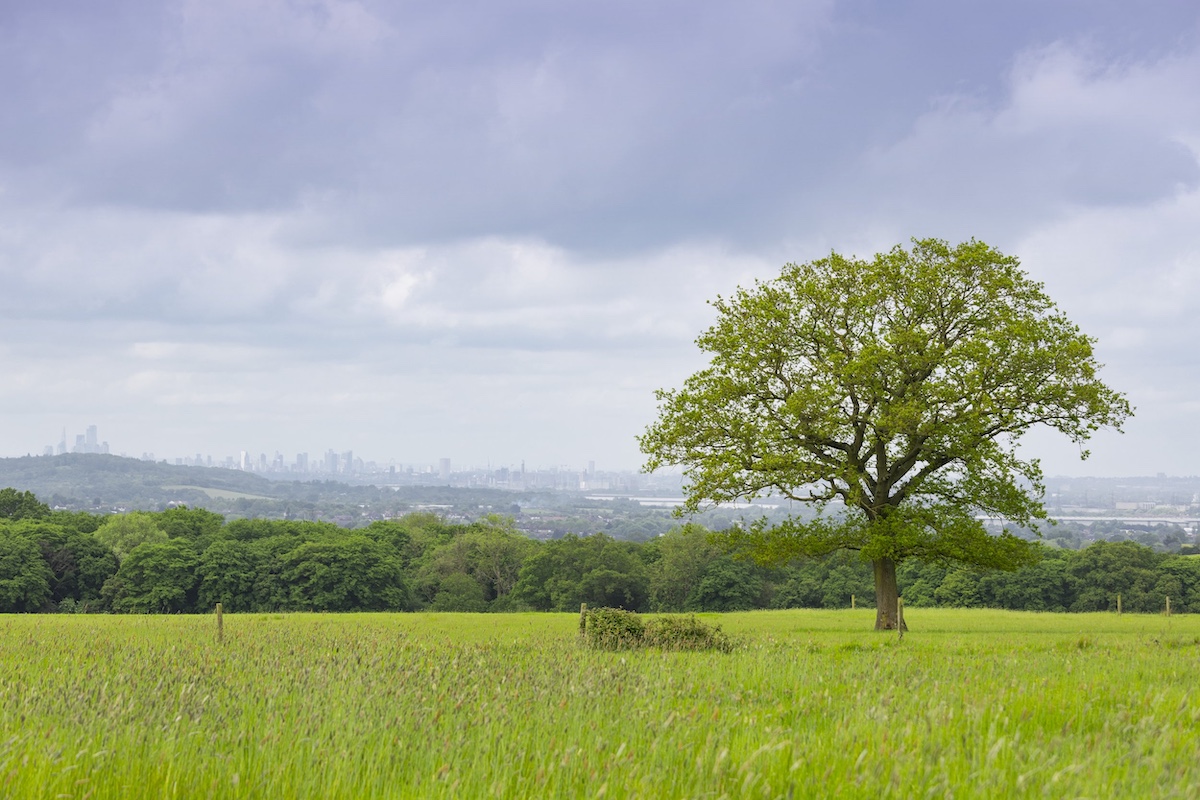 The Hidden History of Harold Park: How It All Began hero image