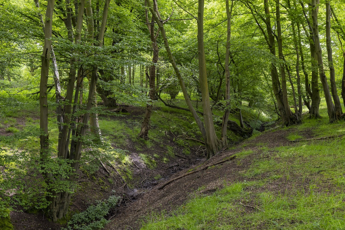 Who Built Harold Park? Meet the Visionaries Behind the Green Space hero image