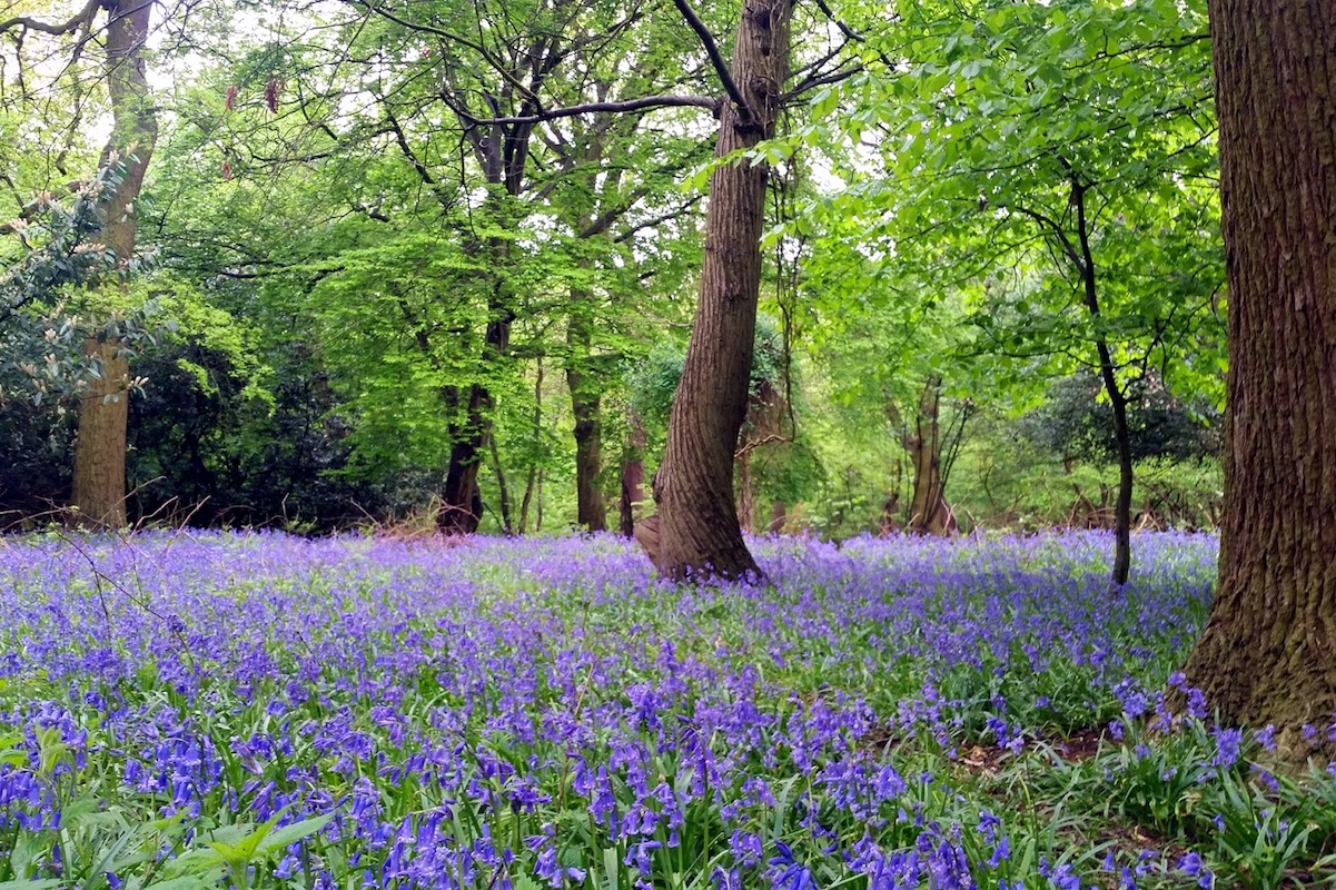A Walk Through Time: How Harold Park Has Changed Over the Decades hero image