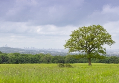 The Hidden History of Harold Park: How It All Began image sidebar