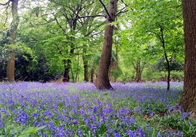 A Walk Through Time: How Harold Park Has Changed Over the Decades image sidebar